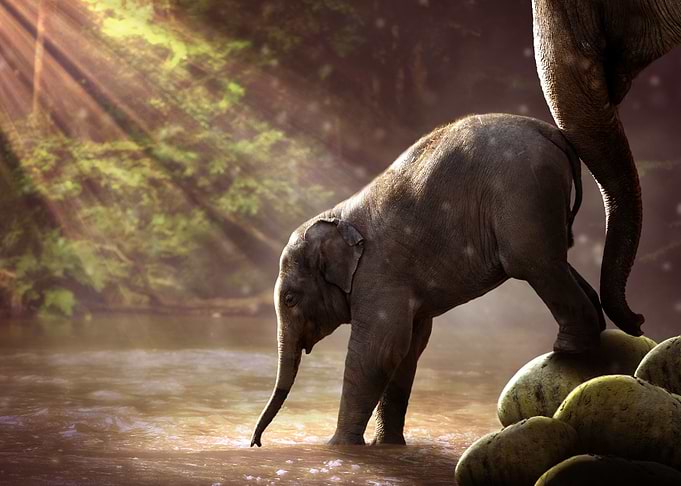 Elephant Calf Water Hole
