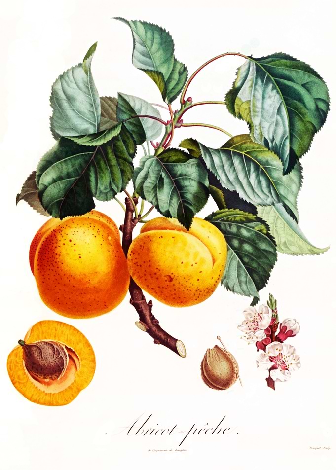 Vintage Apricot