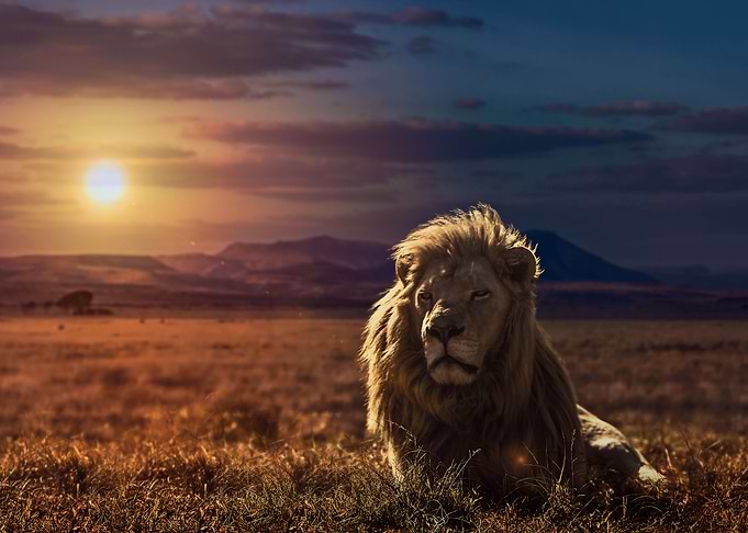 The Golden King