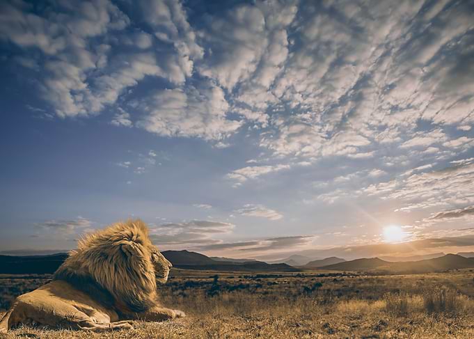 The King and his Kingdom