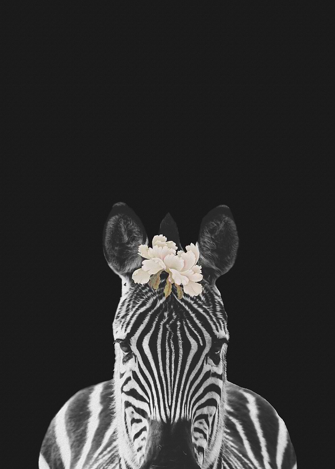 Zola