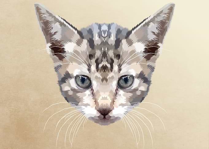 head of a kitten