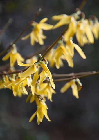 Winter Flowers