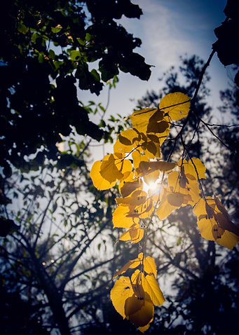 The Light Through