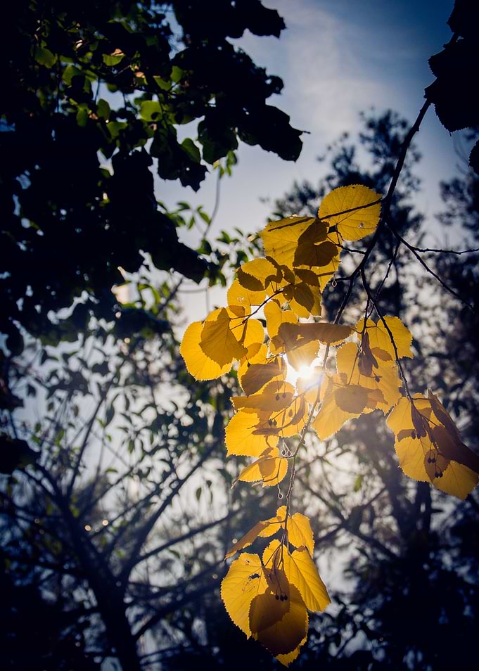 The Light Through