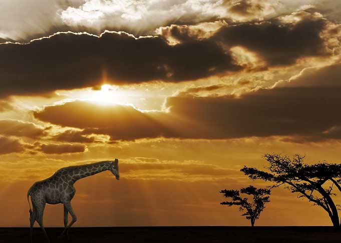 The Last Light on Savannah