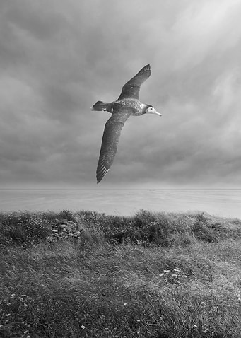 Albatross