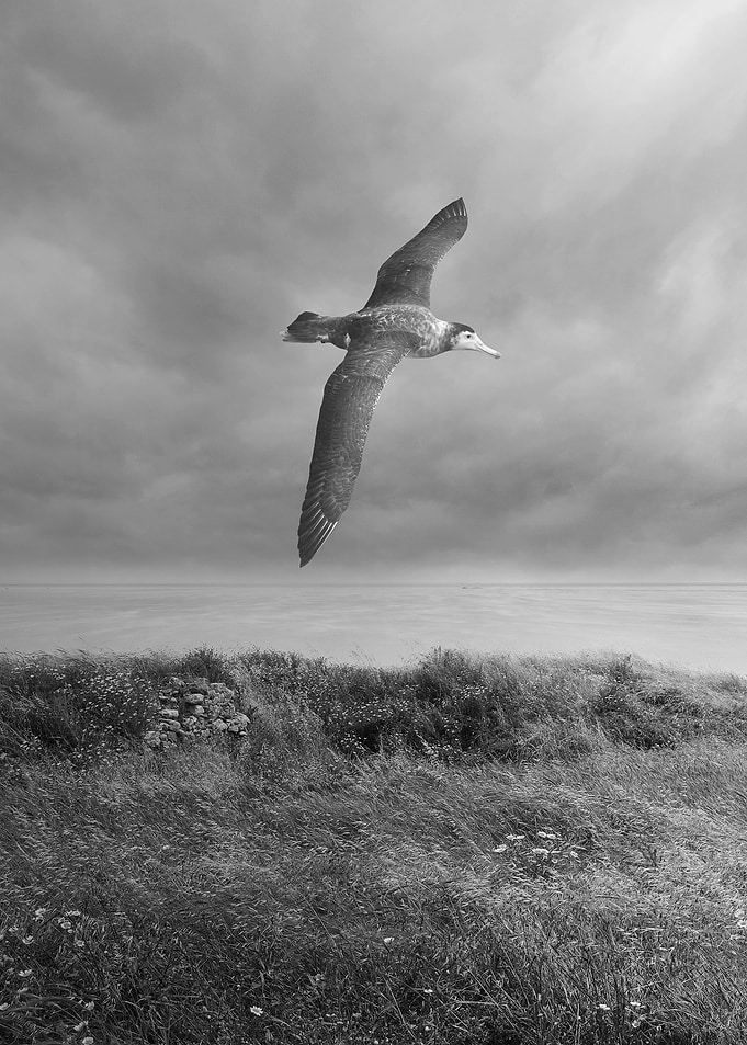 Albatross