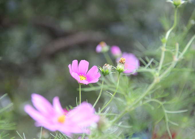 wild flower
