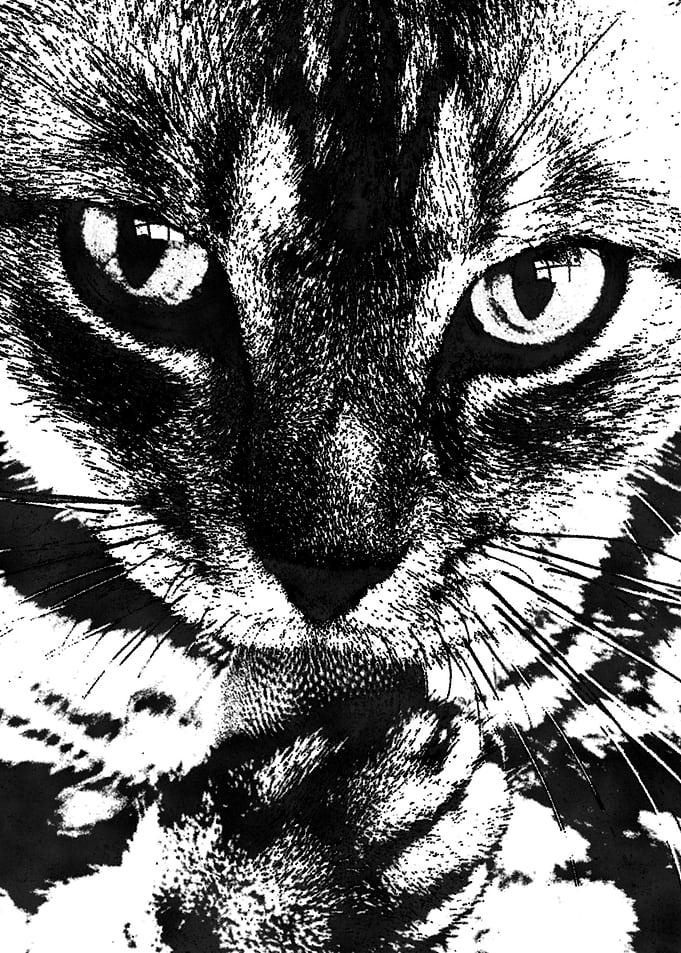 cat face blackwhite