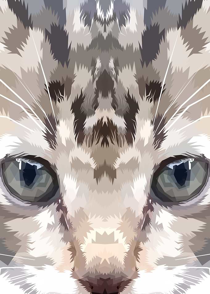 close up of kitten