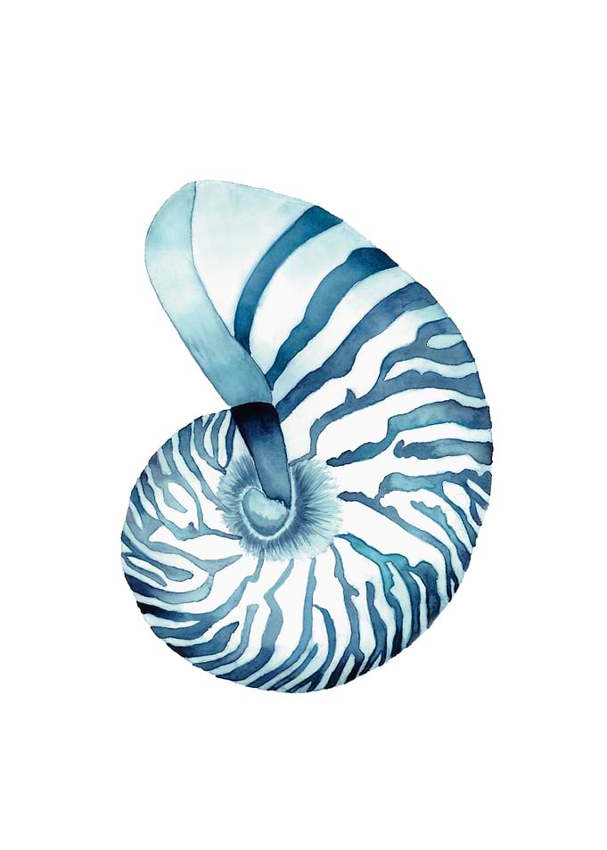 Nautilus Indigo
