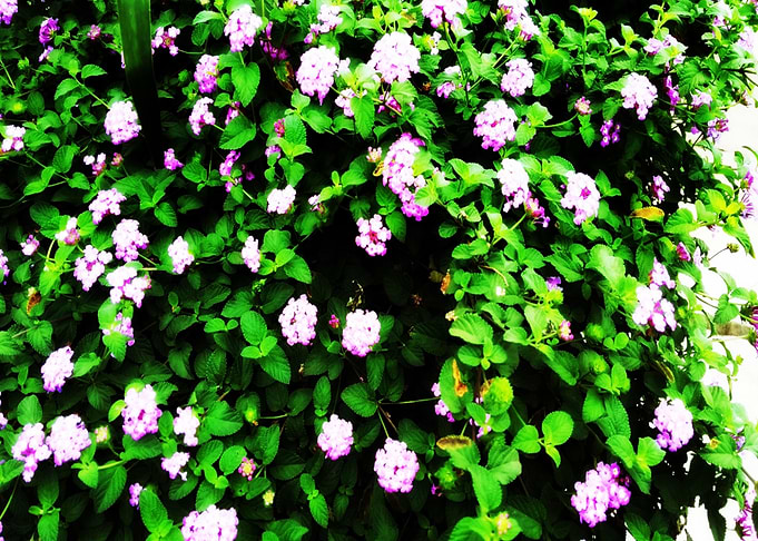 Flower Street