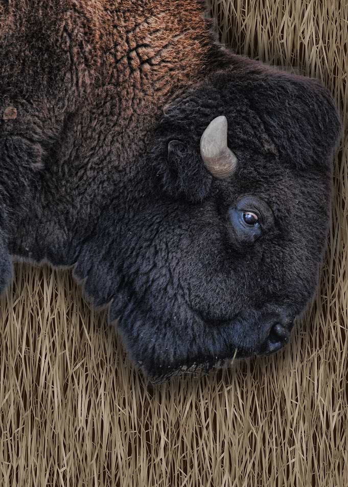 Buffalo