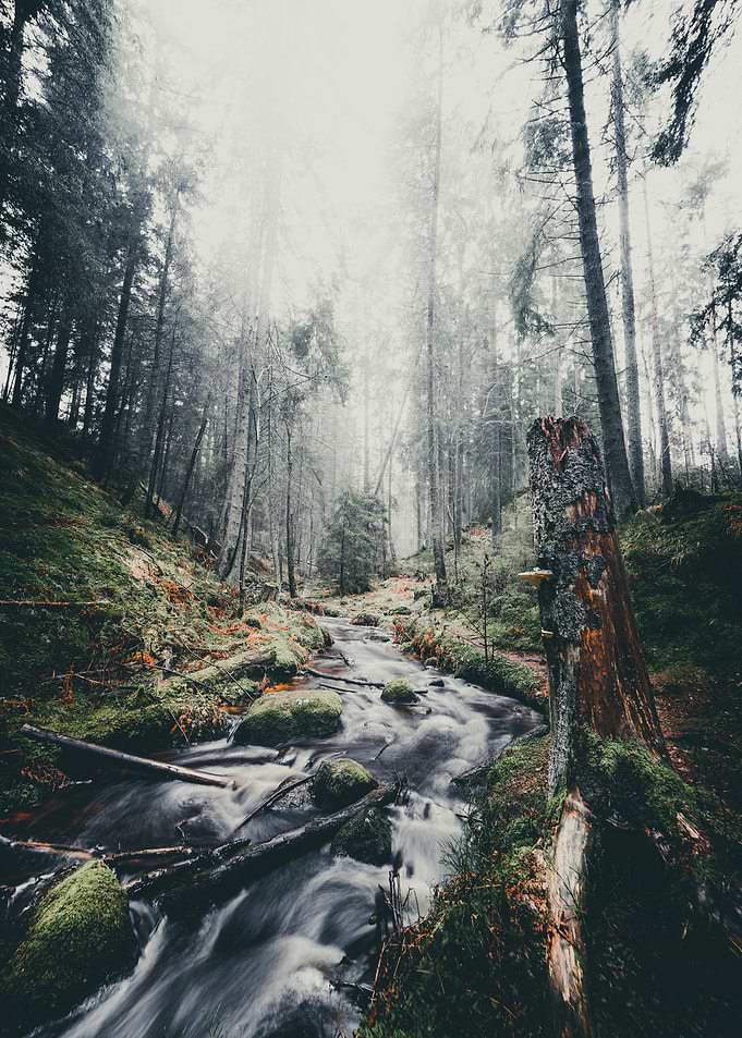 Foggy Feelings