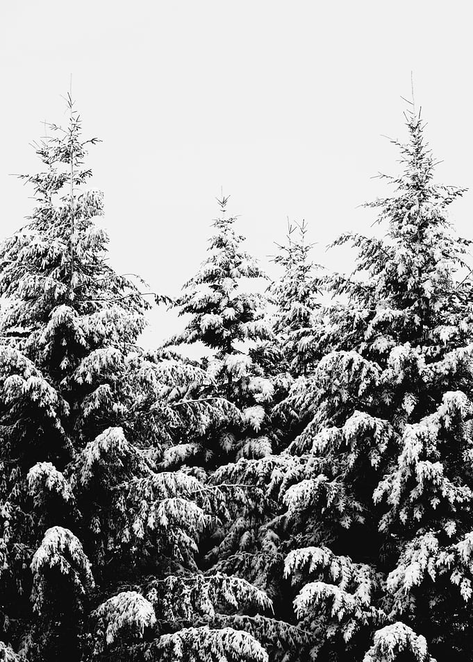 Winter Wonderland VI