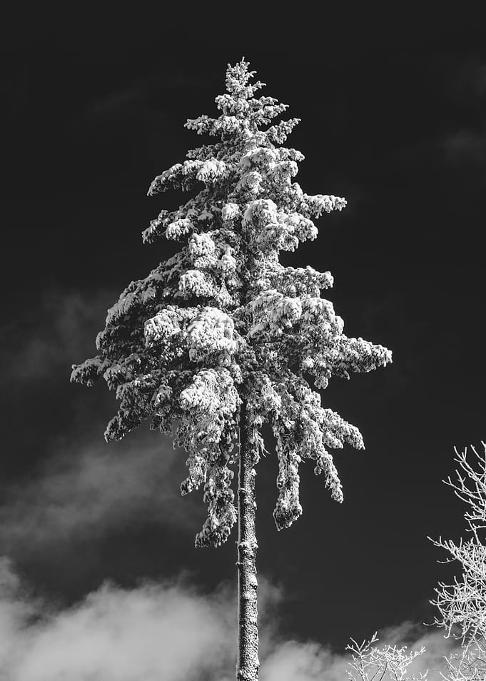 Winter Wonderland X