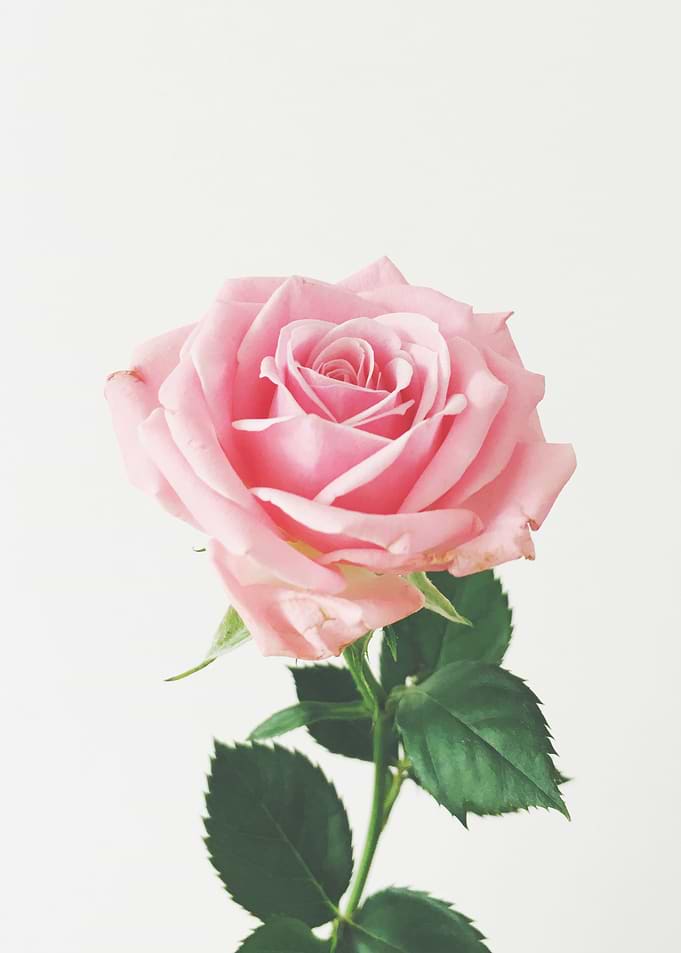 Spring Rose