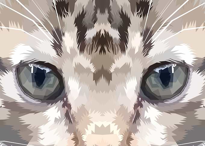 close up of face kitten