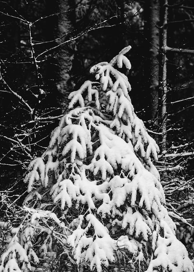 Winter Wonderland III