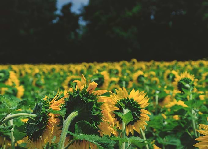 Sunflowers