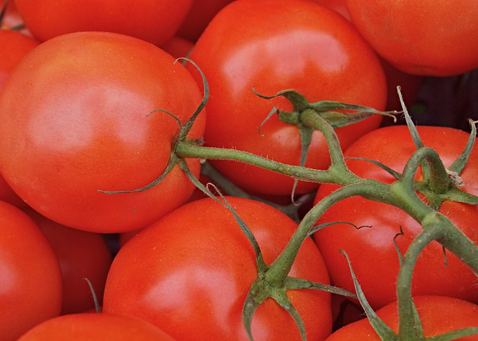 Fresh red Tomatoes