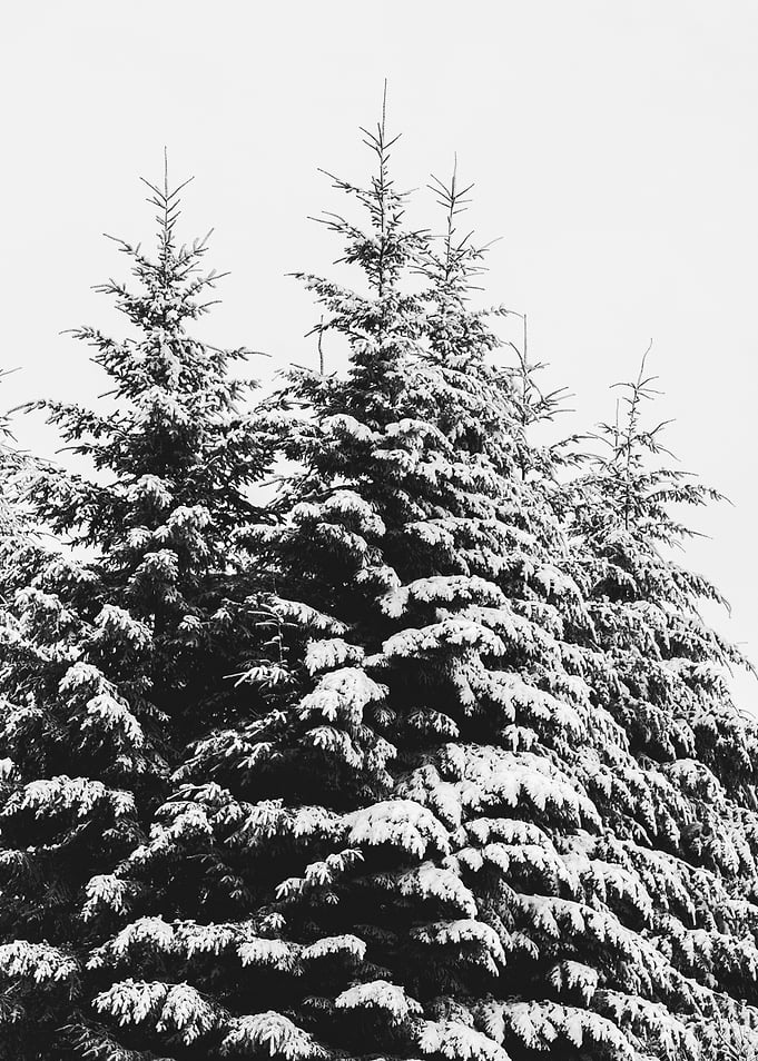 Winter Wonderland V