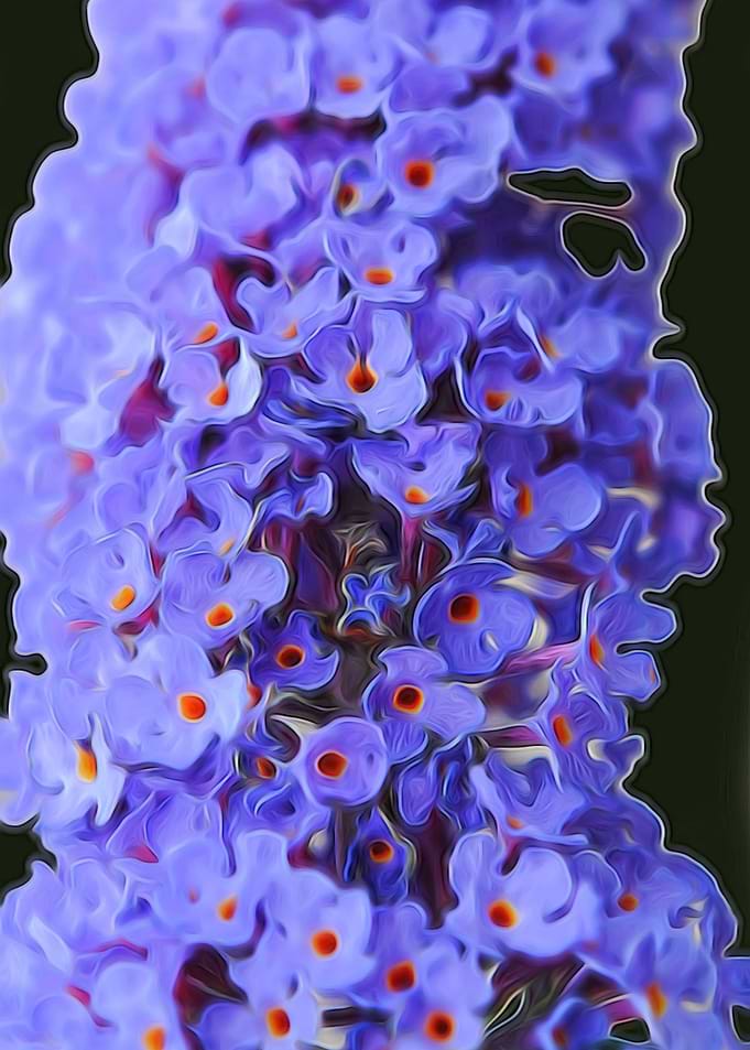 Butterfly Bush Flower