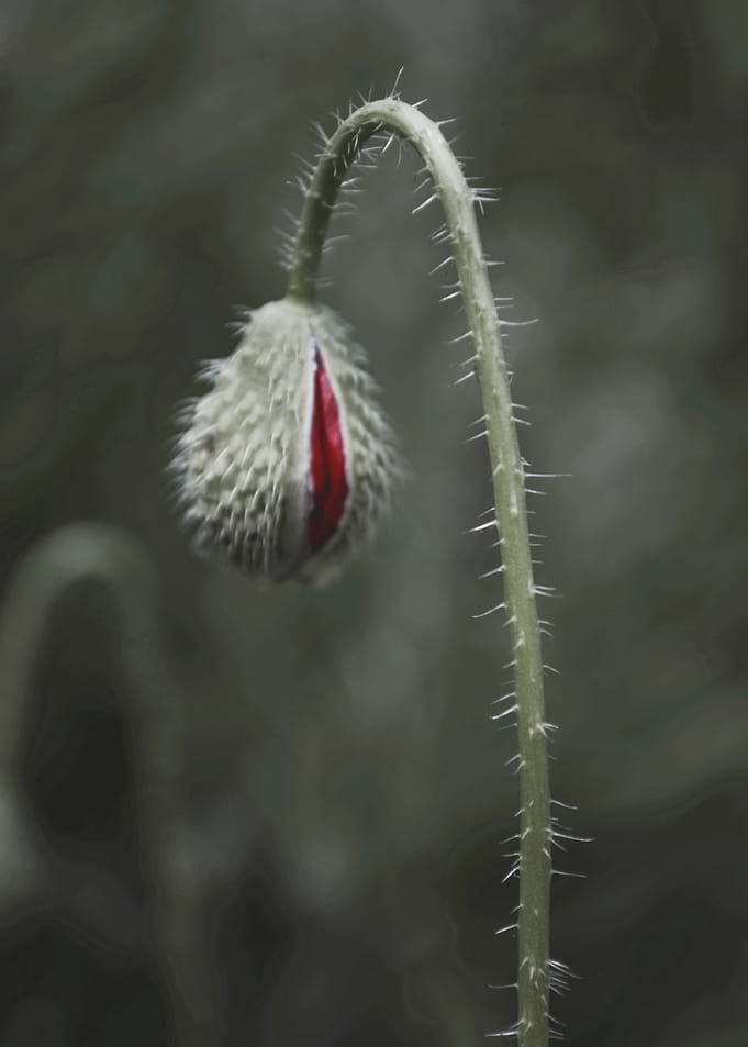 Poppy unveiled