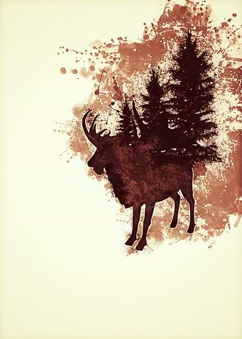Deer