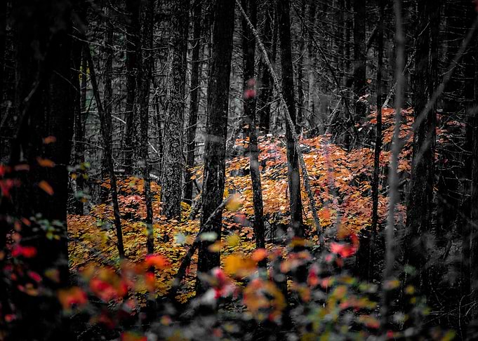 Fall forest
