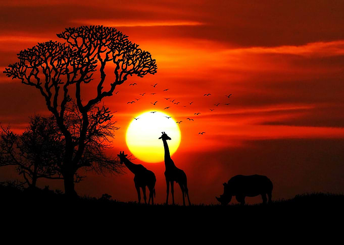 WIld Safari Giraffes