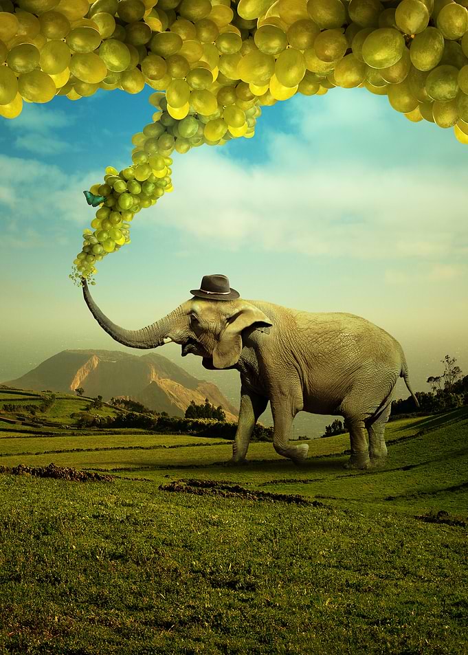 Happy elephant