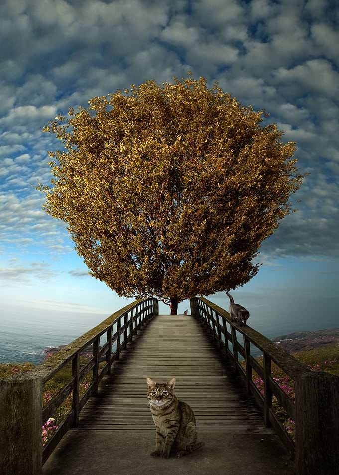 World of cats