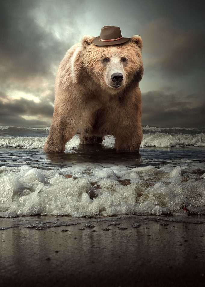 The Bear