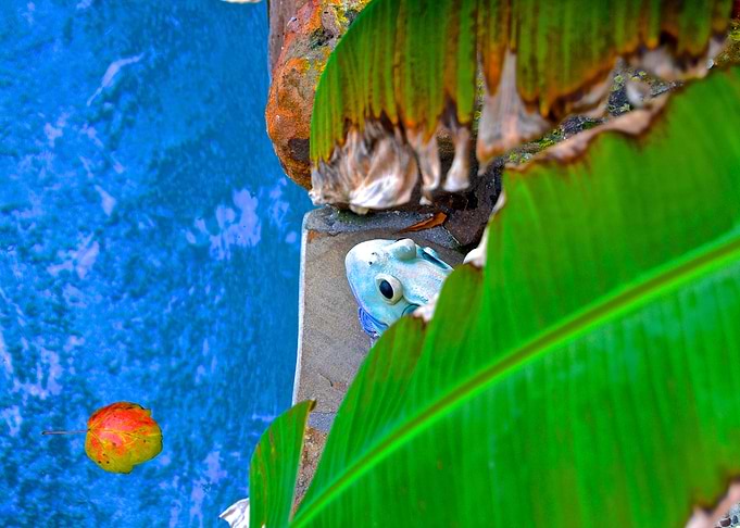 Pool Frog