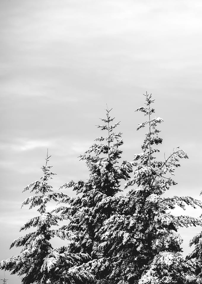Winter Wonderland VIII