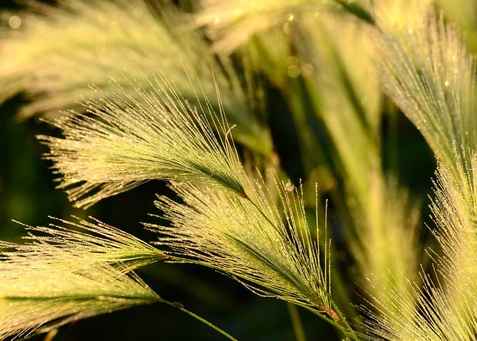 Morning Foxtails