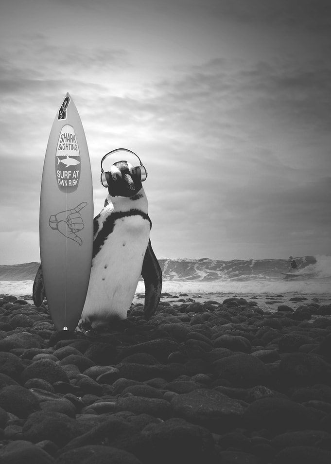 Surfing penguin