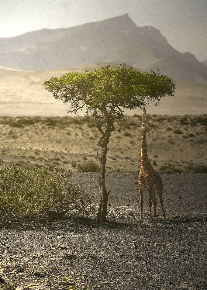 Safari