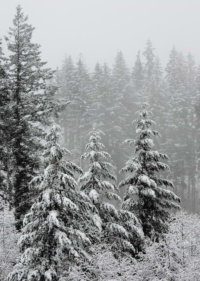 Winter Wonderland XXII