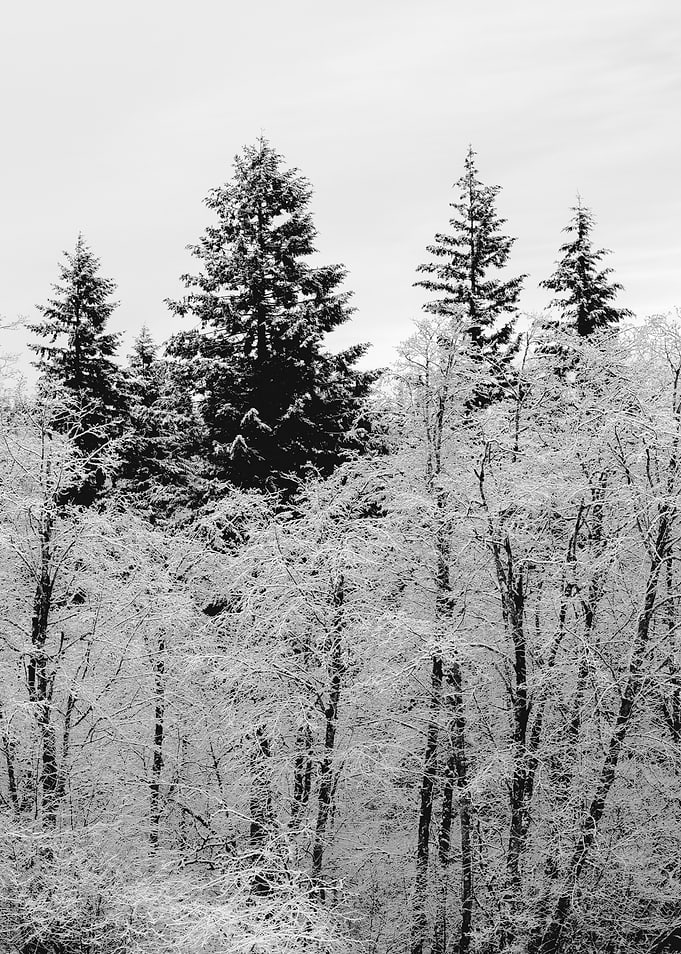 Winter Wonderland XXI