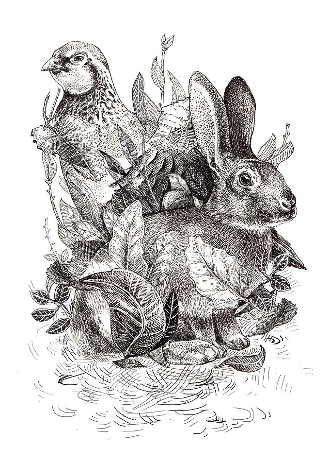 Animals