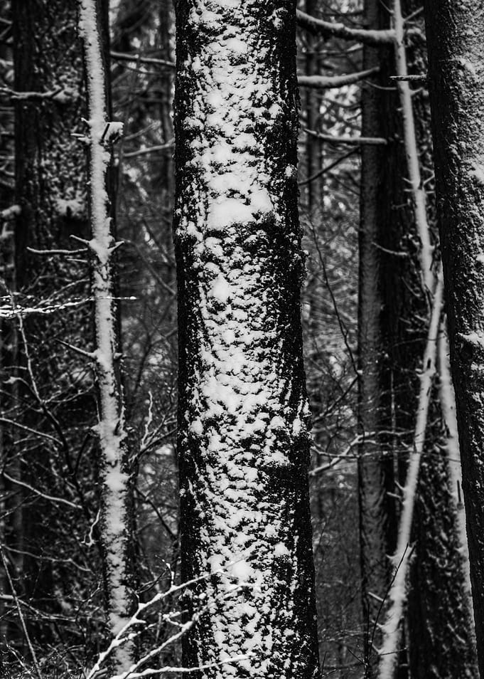 Winter Wonderland XI