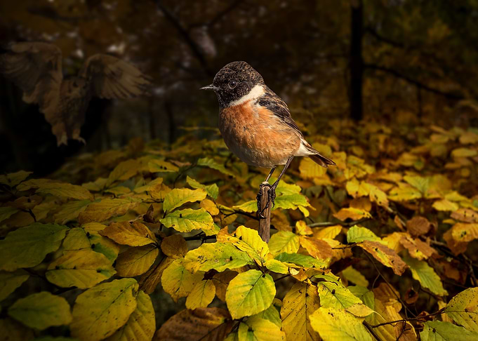Sotry about one bird