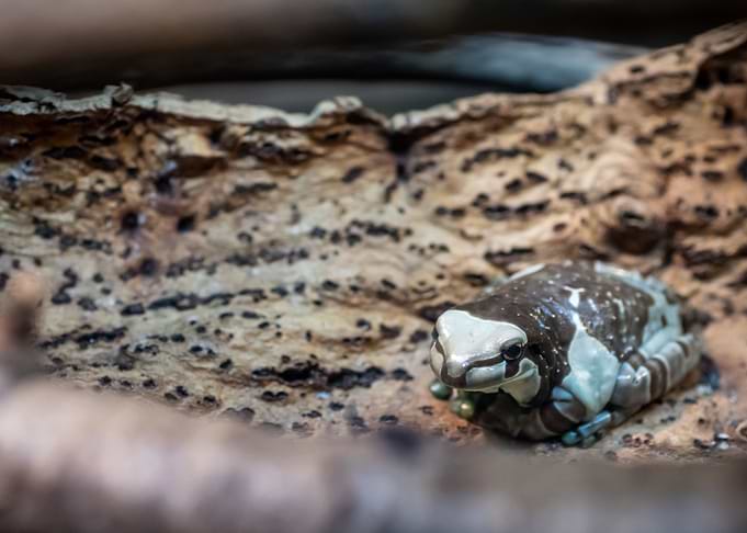 Frog Taking a Break