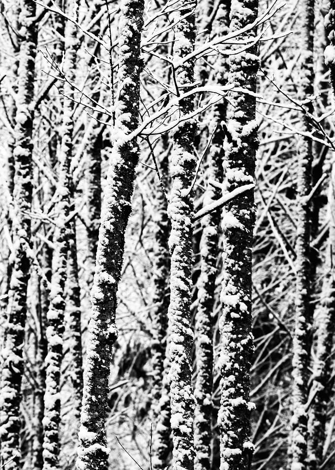 Winter Wonderland XIV