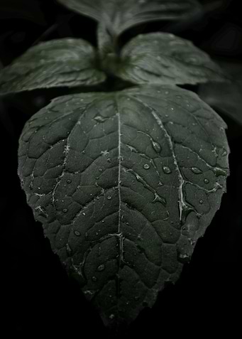 Raindrops On Leaf