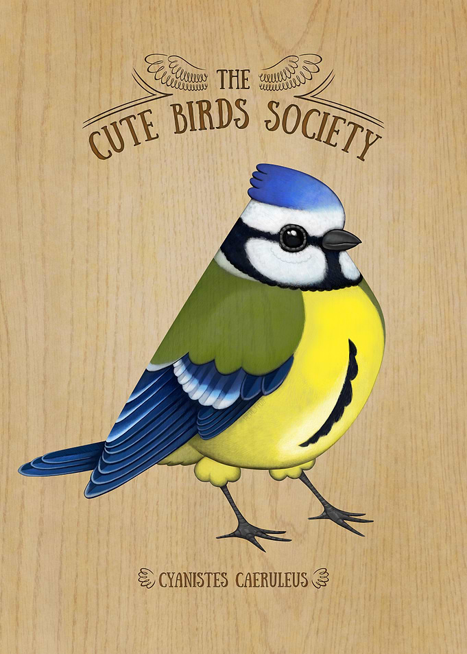 Cyanistes caeruleus