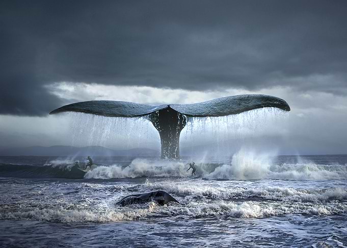 Surfing with whales
